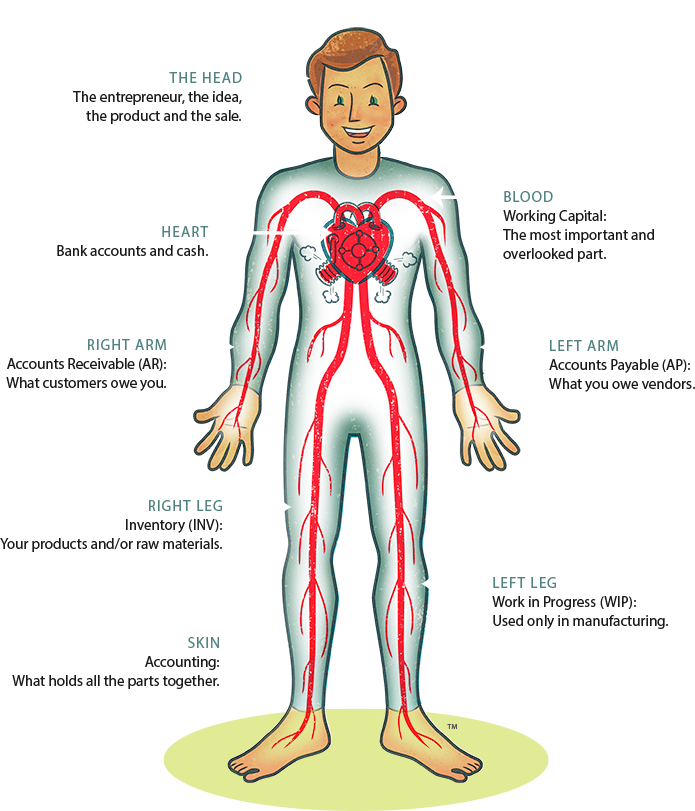 An image of Bob's parts described as above, in its entirety.